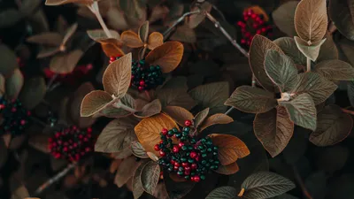 Bold Close Wallpaper Black/Dark Wallpaper 4K 1920x1080 Hd, Desktop, Wallpaper, Featuring, A, Close-up, Of, Plant, Clusters, Red, Black, Berries, Brown, Ultrawide, Full HD