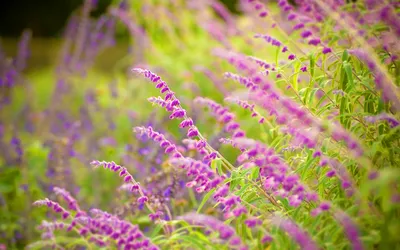 Misty Vibrant Wallpaper Nature Wallpaper 4K 1920x1200 A, Vibrant, Field, Of, Purple, Flowers, Swaying, In, Gentle, Breeze, Providing, Stunning, Gray, Orange, Ultrawide, Full HD