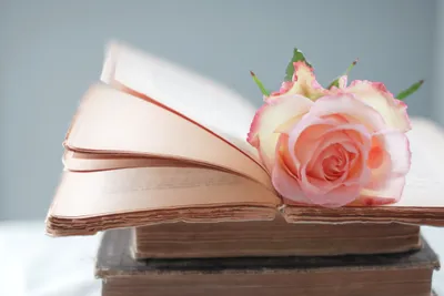 Dark Open Wallpaper Abstract Wallpaper 4K 2048x1370 Open, Book, With, Slightly, Curled, Pages, And, A, Pink, Rose, Resting, Top, Gray, Landscape, Full HD