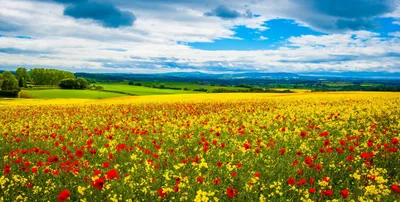 Vibrant Field Red Yellow Nature Wallpaper 4K 2200x1114 A, Vibrant, Field, Of, Red, And, Yellow, Flowers, Under, Dramatic, Sky, Showcasing, White, Ultrawide, Full HD