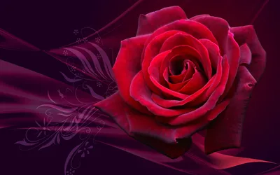 Vibrant Red Rose Stands Black/Dark Wallpaper 4K 1920x1200 A, Vibrant, Red, Rose, Stands, Out, Against, Dark, Softly, Blended, Capturing, Beauty, Ultrawide, Full HD
