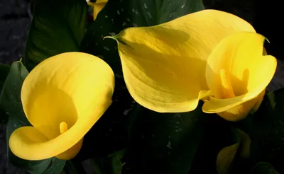 Bold Yellow Wallpaper Nature Wallpaper 4K 2602x1600 Yellow, Flower, Nature, Calla, Lily, Hd, Desktop, Orange, Brown, Pink, Ultrawide, QHD