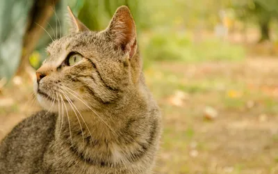 Close Tabby Cat Looking Left Animals Wallpaper 4K 2880x1800 Close-up, Tabby, Cat, Looking, Left, In, A, Soft-focus, Outdoor, Scene, Animal, Quad, Gray, Ultrawide, QHD