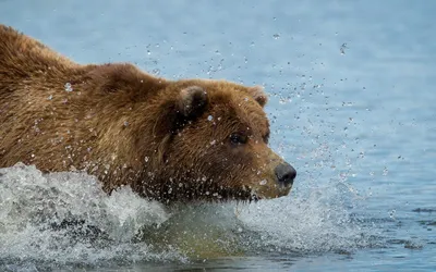Radiant Brown Wallpaper Abstract Wallpaper 4K 1920x1200 Hd, Desktop, Wallpaper, Of, A, Brown, Bear, Wading, Through, Water, Captured, Vivid, Gray, Ultrawide, Full HD