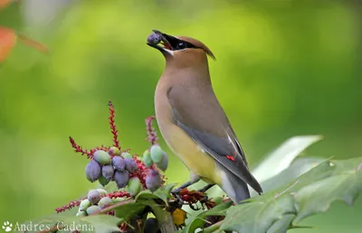 Cedar Waxwing Perched Branch Berries Abstract Wallpaper 4K 2048x1322 Hd, Desktop, Wallpaper, Of, A, Cedar, Waxwing, Perched, Branch, Berries, Against, Blurred, Green, Brown, Pink, Ultrawide, Full HD