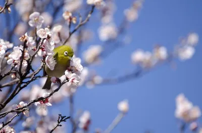 Spring Bokeh Branch Blossom Animals Wallpaper 4K 2048x1356 Spring, Bokeh, Branch, Blossom, Animal, White-eye, Hd, Desktop, Gray, Pink, Ultrawide, Full HD