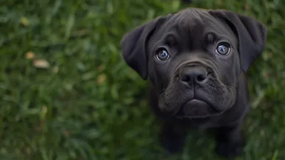 Black Cane Corso Puppy Black/Dark Wallpaper 4K 2912x1632 Black, Cane, Corso, Puppy, Close-up, With, Glossy, Eyes, Against, Blurred, Green, Grass, Brown, Gray, Ultrawide, QHD