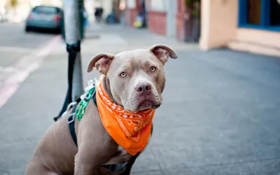 Moody Pit Wallpaper World Wallpaper 4K 2560x1600 Hd, Desktop, Wallpaper, Of, A, Pit, Bull, On, City, Street, Wearing, Orange, Gray, Ultrawide, QHD