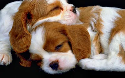 Dark Two Wallpaper Black/Dark Wallpaper 4K 1920x1200 Two, Adorable, Puppies, Sleep, Peacefully, Nestled, Together, On, Dark, Surface, High-definition, Desktop, White, Ultrawide, Full HD