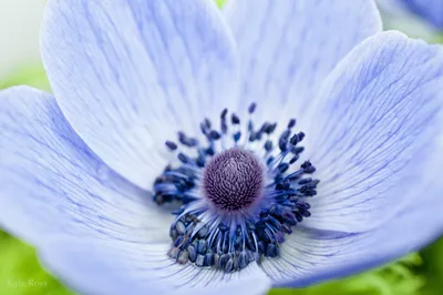 Golden Close Wallpaper Nature Wallpaper 4K 2048x1360 Hd, Pc, Desktop, Wallpaper, Showcasing, A, Close-up, Of, Delicate, Pale, Blue, Flower, White, Ultrawide, Full HD