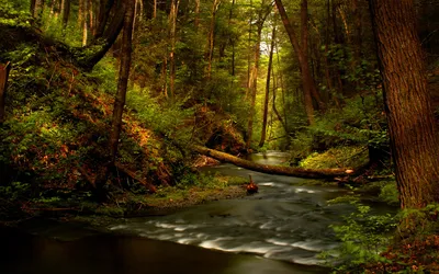 Radiant Serene Wallpaper Nature Wallpaper 4K 1920x1200 A, Serene, Forest, Scene, With, Winding, River, Surrounded, Lush, Greenery, Towering, Trees, Brown, Purple, Ultrawide, Full HD