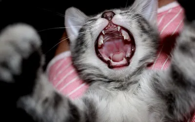 Close Cat Yawning Its Mouth Animals Wallpaper 4K 1920x1200 Hd, Desktop, Wallpaper, Featuring, A, Close-up, Of, Cat, Yawning, Mouth, Wide, Open, Gray, White, Ultrawide, Full HD