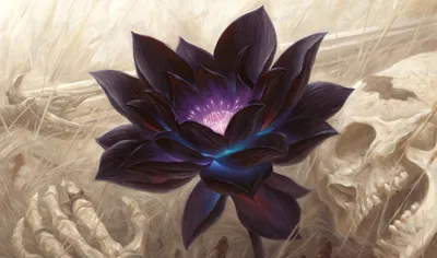 Black Lotus Flower Emerges Nature Wallpaper 4K 3675x2175 A, Striking, Black, Lotus, Flower, Emerges, From, Serene, Surrounded, Subtle, Elements, Nature, White, Ultrawide, QHD