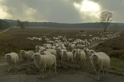 Dreamy Herd Wallpaper Animals Wallpaper 4K 2047x1356 Herd, Animal, Sheep, Hd, Desktop, Wallpaper, Background, Gray, Ultrawide, Full HD