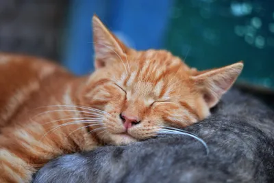 Dreamy Close Wallpaper Animals Wallpaper 4K 3872x2592 A, Close-up, Shot, Of, Sleeping, Orange, Cat, Captured, Stunning, Ultra, Designed, Desktop, Red, Brown, Landscape, 4k