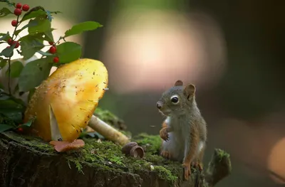 Stub Mushroom Animal Squirrel Animals Wallpaper 4K 1920x1260 Stub, Mushroom, Animal, Squirrel, Hd, Desktop, Wallpaper, White, Ultrawide, Full HD