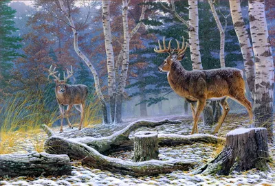 Epic Serene Wallpaper Nature Wallpaper 4K 2643x1789 A, Serene, Hd, Desktop, Wallpaper, Featuring, Two, Deer, Amidst, Snowy, Landscape, Surrounded, Gray, QHD