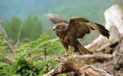Close Eagle Perched Branch Abstract Wallpaper 4K 1920x1200 Hd, Pc, Desktop, Wallpaper, Featuring, A, Close-up, Of, Eagle, Perched, Branch, Wings, Gray, Ultrawide, Full HD