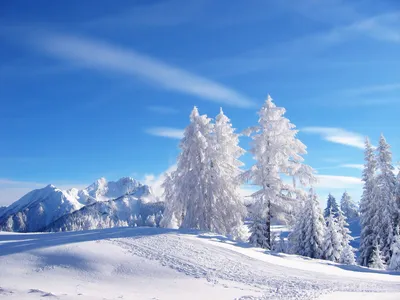 Serene Winter Landscape Snow Nature Wallpaper 4K 1600x1200 A, Serene, Winter, Landscape, Features, Snow-covered, Trees, Against, Bright, Blue, Sky, Capturing, White, Pink