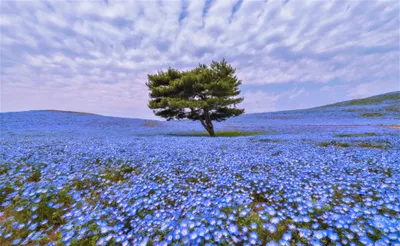 Lone Tree Vast Nature Wallpaper 4K 3840x2364 Hd, Desktop, Wallpaper, Featuring, A, Lone, Tree, In, Vast, Field, Blue, Flowers, Gray, White, Ultrawide, 4k