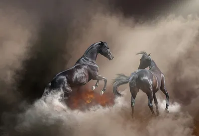 Two Black Horses Animals Wallpaper 4K 1920x1317 Hd, Desktop, Wallpaper, Featuring, Two, Black, Horses, Rearing, Facing, Each, Other, Amid, Gray, Landscape, Full HD