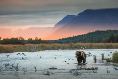Serene Bear Wallpaper Nature Wallpaper 4K 2880x1920 A, Bear, Stands, In, River, Surrounded, By, Birds, Sunset, Mountains, Trees, Captured, Gray, Landscape, QHD