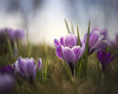 Macro Purple Flower Nature Wallpaper 4K 5200x4160 Macro, Purple, Flower, Spring, Nature, Crocus, Hd, Desktop, White, Square, 4k