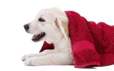Dreamy Playful Wallpaper Animals Wallpaper 4K 2880x1800 A, Playful, Dog, Draped, In, Red, Towel, Lies, Comfortably, Showcasing, Warm, Cozy, White, Ultrawide, QHD