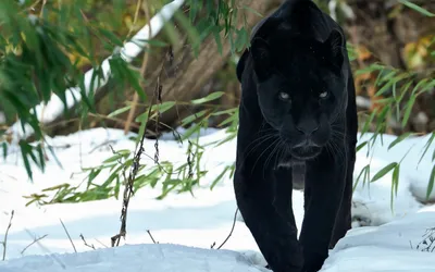 Majestic Black Panther Walks Snowy Nature Wallpaper 4K 2560x1600 A, Majestic, Black, Panther, Walks, Through, Snowy, Landscape, Surrounded, Green, Bamboo, Captured, White, Ultrawide, QHD