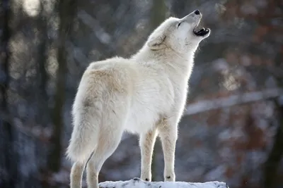 Golden Majestic Wallpaper Nature Wallpaper 4K 3500x2333 A, Majestic, White, Wolf, Howls, In, Snowy, Environment, Embodying, Wild, Essence, Nature, Gray, Ultrawide, QHD