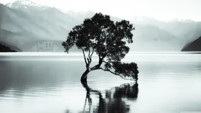 Misty Serene Wallpaper Nature Wallpaper 4K 3840x2160 A, Serene, Tree, Standing, In, Calm, Lake, Waters, Misty, Mountains, Captured, Stunning, White, Ultrawide, 4k