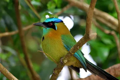 Serene Vibrant Wallpaper Abstract Wallpaper 4K 6960x4640 A, Vibrant, Lesson's, Motmot, Perched, On, Branch, Lesson, 039, Lush, Green, Foliage, White, Brown, Landscape, 4k