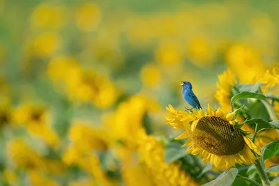 Sunflower Animal Indigo Animals Wallpaper 4K 5985x3992 Sunflower, Animal, Indigo, Bunting, Hd, Desktop, Wallpaper, Purple, Orange, Landscape, 4k