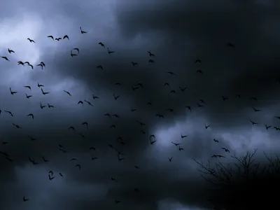 Moody Dark Wallpaper Nature Wallpaper 4K 4000x3000 Dark, Nature, Scene, Of, A, Flock, Birds, Silhouetted, Against, Stormy, Cloud-filled, Sky, Gray, Landscape, 4K