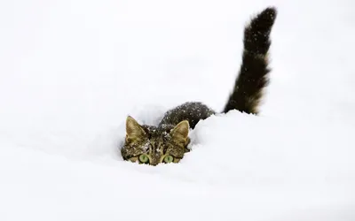 Tabby Cat Hides Deep Snow Nature Wallpaper 4K 1920x1200 A, Tabby, Cat, Hides, In, The, Deep, Snow, Head, Tail, Visible, Desktop, White, Ultrawide, Full HD
