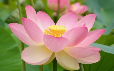 Vibrant Pink Lotus Flower Nature Wallpaper 4K 2560x1600 A, Vibrant, Pink, Lotus, Flower, Blooms, Amidst, Lush, Green, Leaves, Showcasing, Beauty, White, Ultrawide, QHD