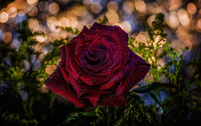 Close Vibrant Red Nature Wallpaper 4K 1920x1200 A, Close-up, Of, Vibrant, Red, Rose, Adorned, Droplets, Surrounded, Lush, Greenery, Features, Orange, Ultrawide, Full HD