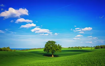 Vibrant Landscape Solitary Tree Rolling Nature Wallpaper 4K 1920x1200 A, Vibrant, Landscape, Featuring, Solitary, Tree, On, Rolling, Green, Hills, Under, Clear, Pink, Red, Yellow, Ultrawide, Full HD
