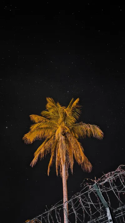 Coconut Tree Starry Wallpaper 4K, Space category
