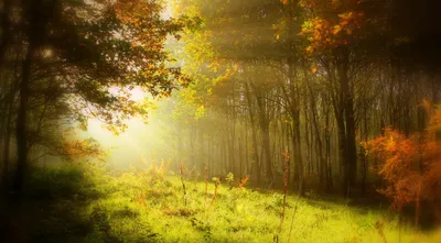 Serene Forest Bathed Warm Sunshine Nature Wallpaper 4K 3456x1915 A, Serene, Forest, Scene, Bathed, In, Warm, Sunshine!!, Sunbeams, Featuring, Lush, Grass, Yellow, Brown, Ultrawide, QHD