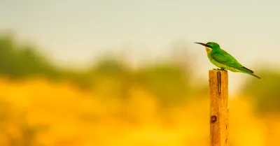 Vibrant Bird Wallpaper Animals Wallpaper 4K 5070x2645 Bird, Animal, Bee-eater, Hd, Desktop, Wallpaper, Background, White, Ultrawide, 4k