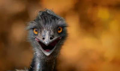 Epic Bokeh Wallpaper Animals Wallpaper 4K 2048x1212 Bokeh, Animal, Emu, Hd, Desktop, Wallpaper, Background, Purple, Orange, Brown, Ultrawide, Full HD