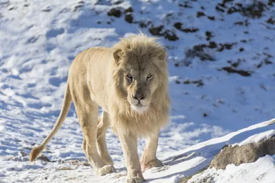 Calm Majestic Wallpaper Nature Wallpaper 4K 2048x1365 Hd, Pc, Desktop, Wallpaper, Majestic, Lion, Walking, Through, Snow, Winter, Animal, Framed, Gray, Ultrawide, Full HD