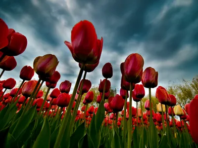 Moody Vibrant Wallpaper Nature Wallpaper 4K 4096x3072 Vibrant, Red, Tulips, Stretch, Toward, A, Dramatic, Cloudy, Sky, Ultra, Nature, Creating, Gray, Landscape, 4k