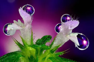 Moody Close Wallpaper Nature Wallpaper 4K 3000x2000 Close-up, Of, Delicate, Flowers, Adorned, With, Sparkling, Water, Drops, Set, Against, Vibrant, Gray, Landscape, QHD