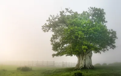 Nature Lone Ancient Nature Wallpaper 4K 1920x1200 Hd, Pc, Desktop, Wallpaper, Background, Nature, Scene, Of, Lone, Ancient, Tree, Foggy, White, Ultrawide, Full HD