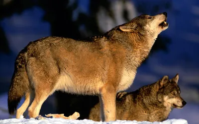 Serene Two Wallpaper Nature Wallpaper 4K 1920x1200 Two, Wolves, Are, Positioned, In, A, Snowy, Landscape, One, Howls, Moon, Brown, Ultrawide, Full HD
