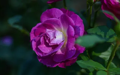 Calm Close Wallpaper Nature Wallpaper 4K 1920x1200 A, Close-up, Of, Vibrant, Purple, Rose, Amidst, Lush, Green, Leaves, Showcasing, Nature, Brown, Ultrawide, Full HD