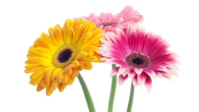 Vibrant Gerbera Flowers Yellow Pink Nature Wallpaper 4K 1920x1080 A, Vibrant, Hd, Desktop, Wallpaper, Featuring, Gerbera, Flowers, Yellow, Pink, Coral, Hues, White, Ultrawide, Full HD