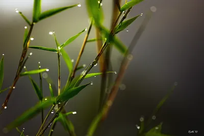 Bright Close Wallpaper Nature Wallpaper 4K 2880x1920 A, Close-up, Of, Bamboo, Leaves, Adorned, With, Water, Drops, Showcasing, Beauty, Nature, Gray, Landscape, QHD